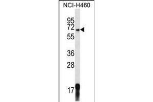 Western blot analysis in NCI-H460 cell line lysates (35ug/lane). (GPSM1 anticorps  (AA 439-468))