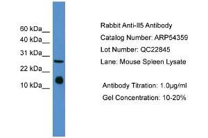 WB Suggested Anti-Il5  Antibody Titration: 0. (IL-5 anticorps  (Middle Region))