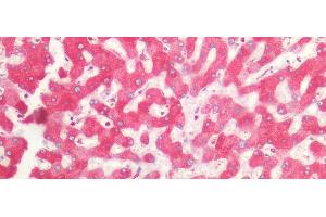 Detection of CNX in Human Liver Tissue using Monoclonal Antibody to Calnexin (CNX)