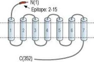Representative domain view of the target of ABIN7235063. (Chemokine (C-X-C Motif) Receptor 4 (CXCR4) Peptide)