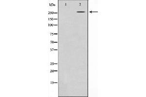Western blot analysis on HeLa cell lysate using CBP Antibody.