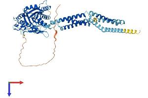 AlphaFold protein structure predicition of Mouse Recombinant Atl2 Protein, UniprotID Q6PA06