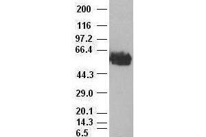 c-myc antibody (3F2) at 1:1000 with Hela cell lysate (c-MYC anticorps)