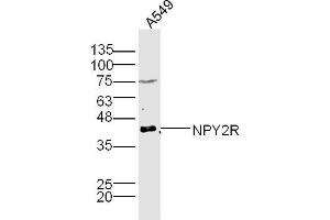 A549 lysates probed with NPY2R Polyclonal Antibody, Unconjugated  at 1:300 dilution and 4˚C overnight incubation. (NPY2R anticorps  (AA 301-381))
