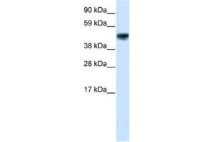 Western Blotting (WB) image for anti-Growth Arrest-Specific 7 (GAS7) antibody (ABIN2460143) (GAS7 anticorps)