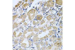 Immunohistochemistry of paraffin-embedded human stomach using BCR antibody. (BCR anticorps)