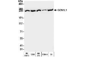 Western Blotting (WB) image for anti-GCN1 General Control of Amino-Acid Synthesis 1-Like 1 (Yeast) (GCN1L1) (AA 2621-2671) antibody (ABIN7450277)