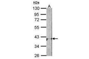 Image no. 2 for anti-Adenosine A1 Receptor (ADORA1) (AA 162-227) antibody (ABIN467371) (ADORA1 anticorps  (AA 162-227))