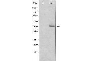 Western blot analysis of MEF2A expression in PMA treated NIH-3T3 whole cell lysates,The lane on the left is treated with the antigen-specific peptide.