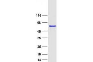Validation with Western Blot