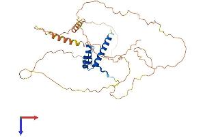 AlphaFold protein structure predicition of Human Recombinant HOXA13 Protein, UniprotID P31271