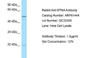 Western Blotting (WB) image for anti-Dystrobrevin alpha (DTNA) (C-Term) antibody (ABIN970563) (DTNA anticorps  (C-Term))