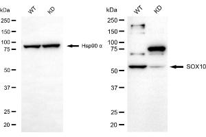 Western blotting analysis using SOX10 antibody (ABIN7800972). (Recombinant SRY-Box Transcription Factor 10 anticorps)