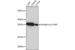 Western blot analysis of extracts of various cell lines, using Fibrillarin/U3 RNP Rabbit mAb (ABIN7267175) at 1:5000 dilution. (Fibrillarin anticorps)
