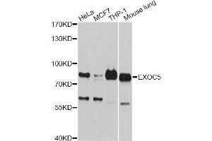Western blot analysis of extracts of various cell lines, using EXOC5 antibody (ABIN5996218) at 1:3000 dilution. (EXOC5 anticorps)