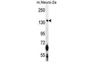 CAMSAP1 Antibody (N-term) western blot analysis in mouse Neuro-2a cell line lysates (35µg/lane).