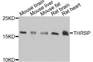 Western blot analysis of extracts of various cells, using THRSP antibody. (THRSP anticorps)