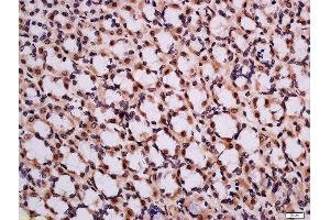 Formalin-fixed and paraffin embedded rat stomach tissue labeled with Rabbit Anti-CHMP2A Polyclonal Antibody, Unconjugated  at 1:200 followed by conjugation to the secondary antibody and DAB staining