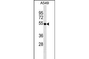 ZFP36L2 Antibody (Center) (ABIN1537929 and ABIN2849247) western blot analysis in A549 cell line lysates (35 μg/lane). (ZFP36L2 anticorps  (AA 166-193))