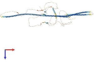 AlphaFold protein structure predicition of Mouse Recombinant Amotl2 Protein, UniprotID Q8K371