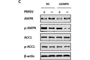 Acetyl-CoA carboxylase 1 (ACC1) activity is regulated by AMPK during PRRSV infection. (Acetyl-CoA Carboxylase alpha anticorps  (pSer79))