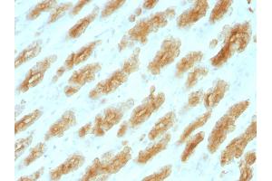 Formalin-fixed, paraffin-embedded Rat Stomach stained with Cytokeratin, HMW Monoclonal Antibody (KRTH/1076).