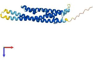 AlphaFold protein structure predicition of Human Recombinant CINP Protein, UniprotID Q9BW66