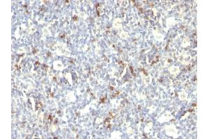 Formalin-fixed, paraffin-embedded human Spleen stained with CD57 Monoclonal Antibody (SPM129). (CD57 anticorps)