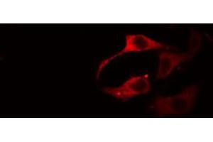 ABIN6267297 staining 293 cells by IF/ICC.