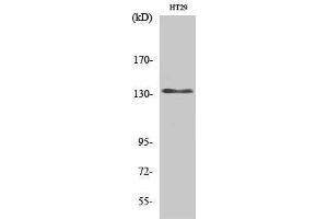 Western Blotting (WB) image for anti-Ligase I, DNA, ATP-Dependent (LIG1) (N-Term) antibody (ABIN3184321) (LIG1 anticorps  (N-Term))