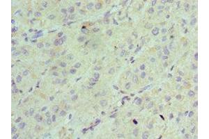 Immunohistochemistry of paraffin-embedded human liver tissue using ABIN7143342 at dilution of 1:100 (Adenylate Kinase 2 anticorps  (AA 1-232))
