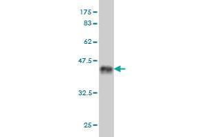 Western Blot detection against Immunogen (36. (SP100 anticorps  (AA 1-98))