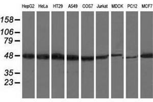 Western blot analysis of extracts (35 µg) from 9 different cell lines by using anti-RNH1 monoclonal antibody. (RNH1 anticorps)