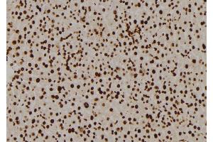 ABIN6276993 at 1/100 staining Mouse liver tissue by IHC-P. (RPL5 anticorps  (Internal Region))