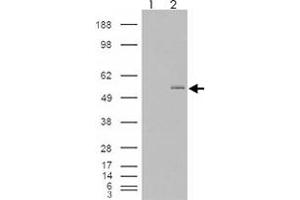 293 overexpressing GCNT3 and probed with GCNT3 polyclonal antibody  (mock transfection in first lane), tested by Origene. (GCNT3 anticorps  (AA 410-422))