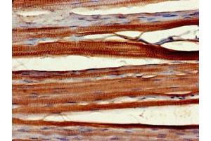 Immunohistochemistry of paraffin-embedded human skeletal muscle tissue using ABIN7166291 at dilution of 1:100