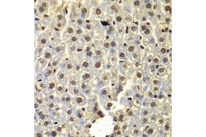 Immunohistochemistry of paraffin-embedded mouse liver using SSX5 antibody. (SSX5 anticorps)