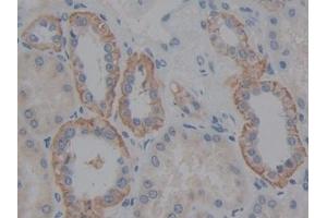 Detection of FBLN5 in Human Kidney Tissue using Polyclonal Antibody to Fibulin 5 (FBLN5)