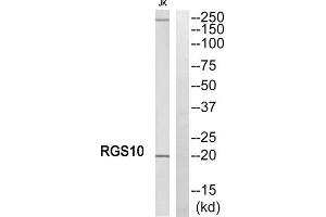 Western blot analysis of extracts from Jurkat cells, using RGS10 antibody. (RGS10 anticorps  (Internal Region))