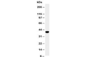 Western blot testing of SPARC antibody and HeLa cell lysate.
