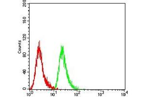 Flow cytometric analysis of Hela cells using MYCN mouse mAb (green) and negative control (red).