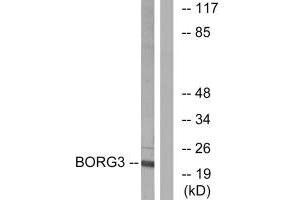 Western blot analysis of extracts from Jurkat cells, using BORG3 antibody. (CDC42EP5 anticorps  (N-Term))