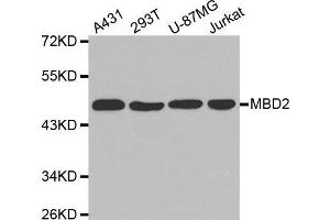 Western blot analysis of extracts of various cell lines, using MBD2 antibody. (MBD2 anticorps  (AA 202-411))
