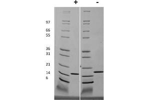 SDS-PAGE of Human Interleukin-19 Recombinant Protein (Animal Free) SDS-PAGE of Human Interleukin-19 Animal Free Recombinant Protein. (IL-19 Protéine)