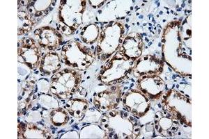 Immunohistochemical staining of paraffin-embedded Kidney tissue using anti-SRRmouse monoclonal antibody. (SRR anticorps)