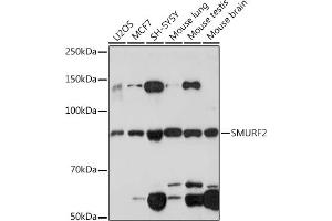 Western blot analysis of extracts of various cell lines, using SMURF2 Rabbit mAb (ABIN1680578, ABIN3015927, ABIN3015928 and ABIN7101462) at 1:1000 dilution. (SMURF2 anticorps)