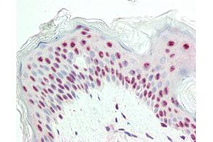 Anti-Proliferation Marker IPO-38 antibody IHC staining of human skin. (Proliferation Marker anticorps)