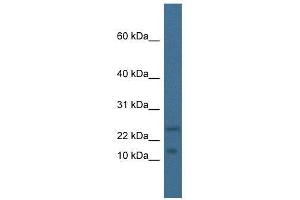 Western Blot showing Mafk antibody used at a concentration of 1. (MAFK anticorps  (N-Term))