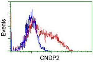 HEK293T cells transfected with either RC200120 overexpress plasmid (Red) or empty vector control plasmid (Blue) were immunostained by anti-CNDP2 antibody (ABIN2454773), and then analyzed by flow cytometry. (CNDP2 anticorps)