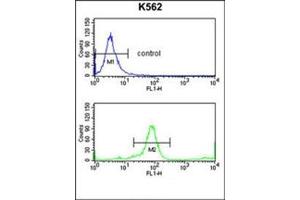 Flow cytometry analysis of K562 cells using KIR3DL3 Antibody (Center) Cat.
